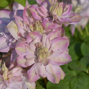 Клематис Инносент Блуш 